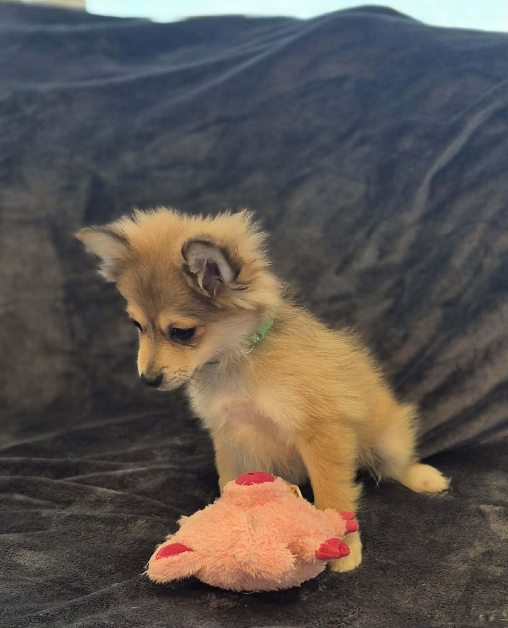 Enlarge Mickey , an adopted mixed breed in Maumee, OH image 3/5