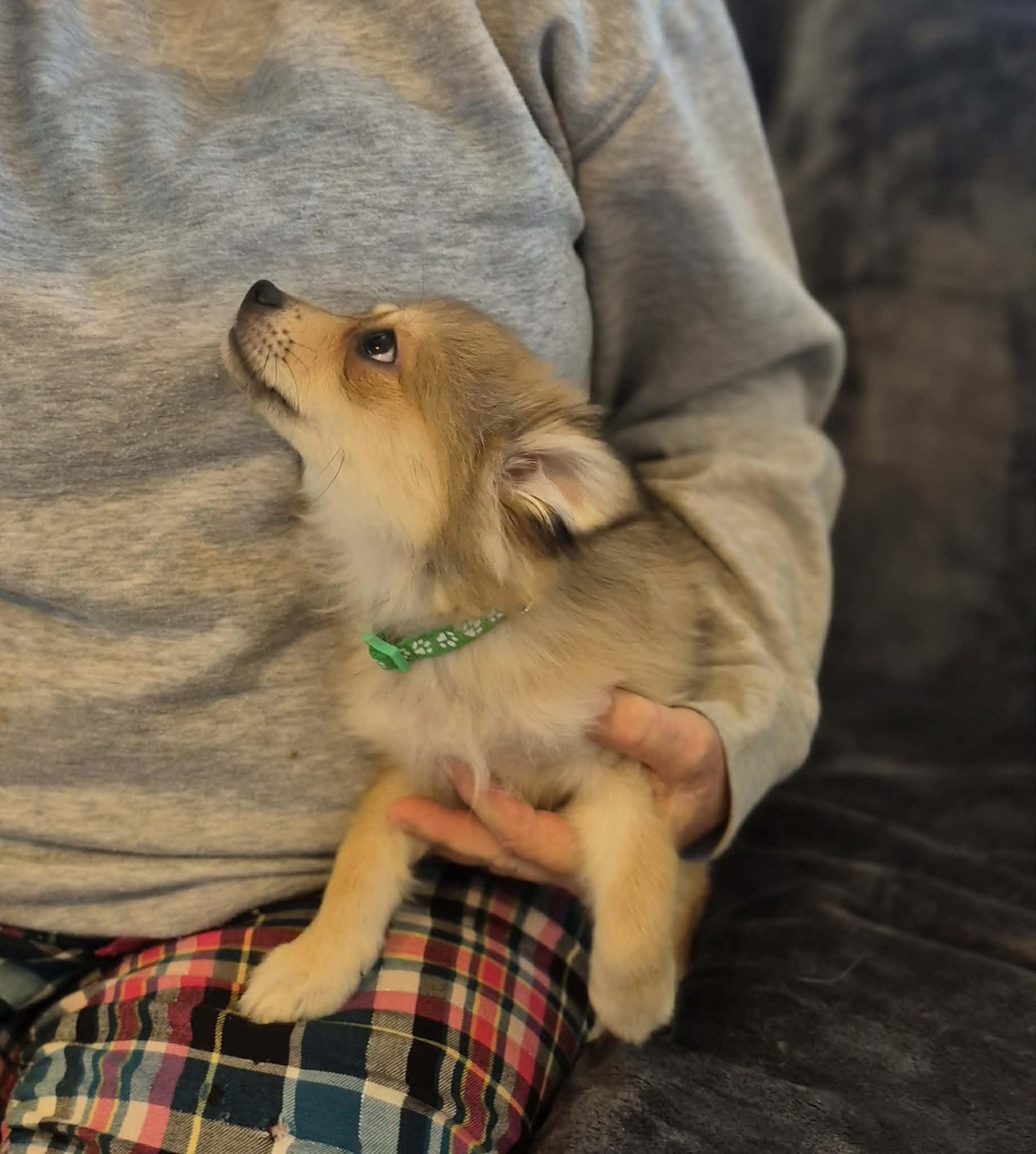 Enlarge Mickey , an adopted mixed breed in Maumee, OH image 2/5