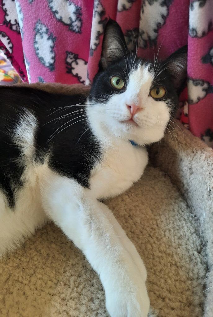 Dexter — thumbnail 3