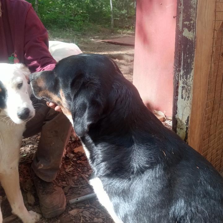 Enlarge Oreo, Speckles, Dash -- Community Post, an adopted mixed breed in Floyd, VA image 3/6