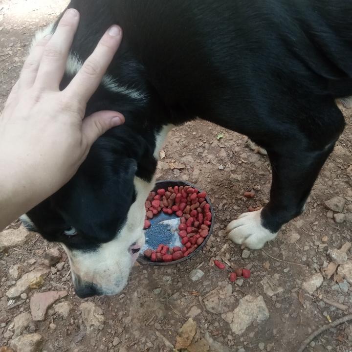Enlarge Oreo, Speckles, Dash -- Community Post, an adopted mixed breed in Floyd, VA image 6/6
