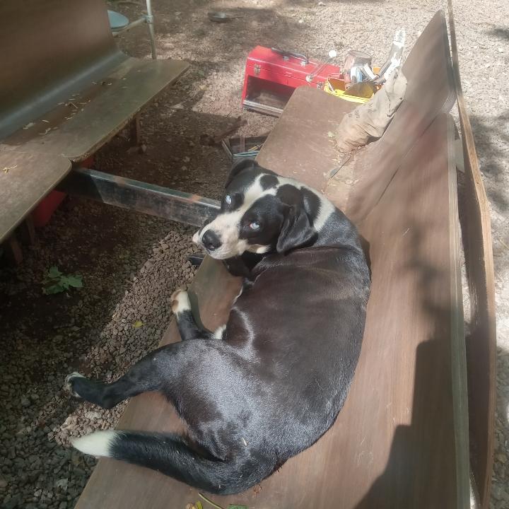 Enlarge Oreo, Speckles, Dash -- Community Post, an adopted mixed breed in Floyd, VA image 2/6