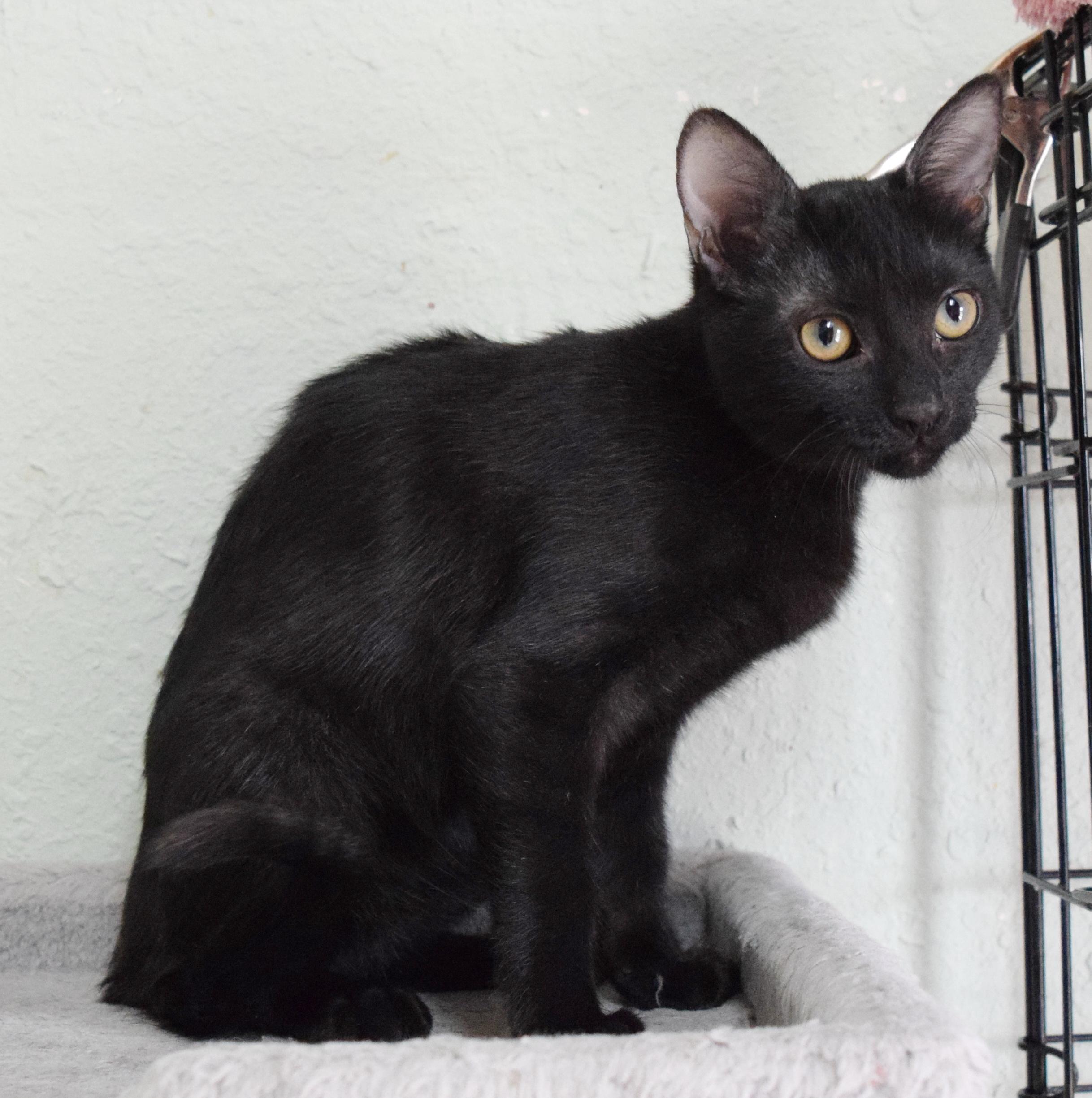 Enlarge Nightshade, a Adoptable mixed breed in Bulverde, TX image 2/6