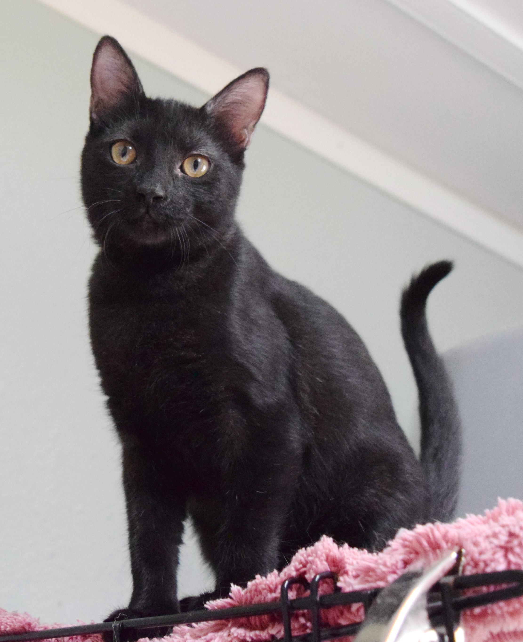 Enlarge Nightshade, a Adoptable mixed breed in Bulverde, TX image 6/6