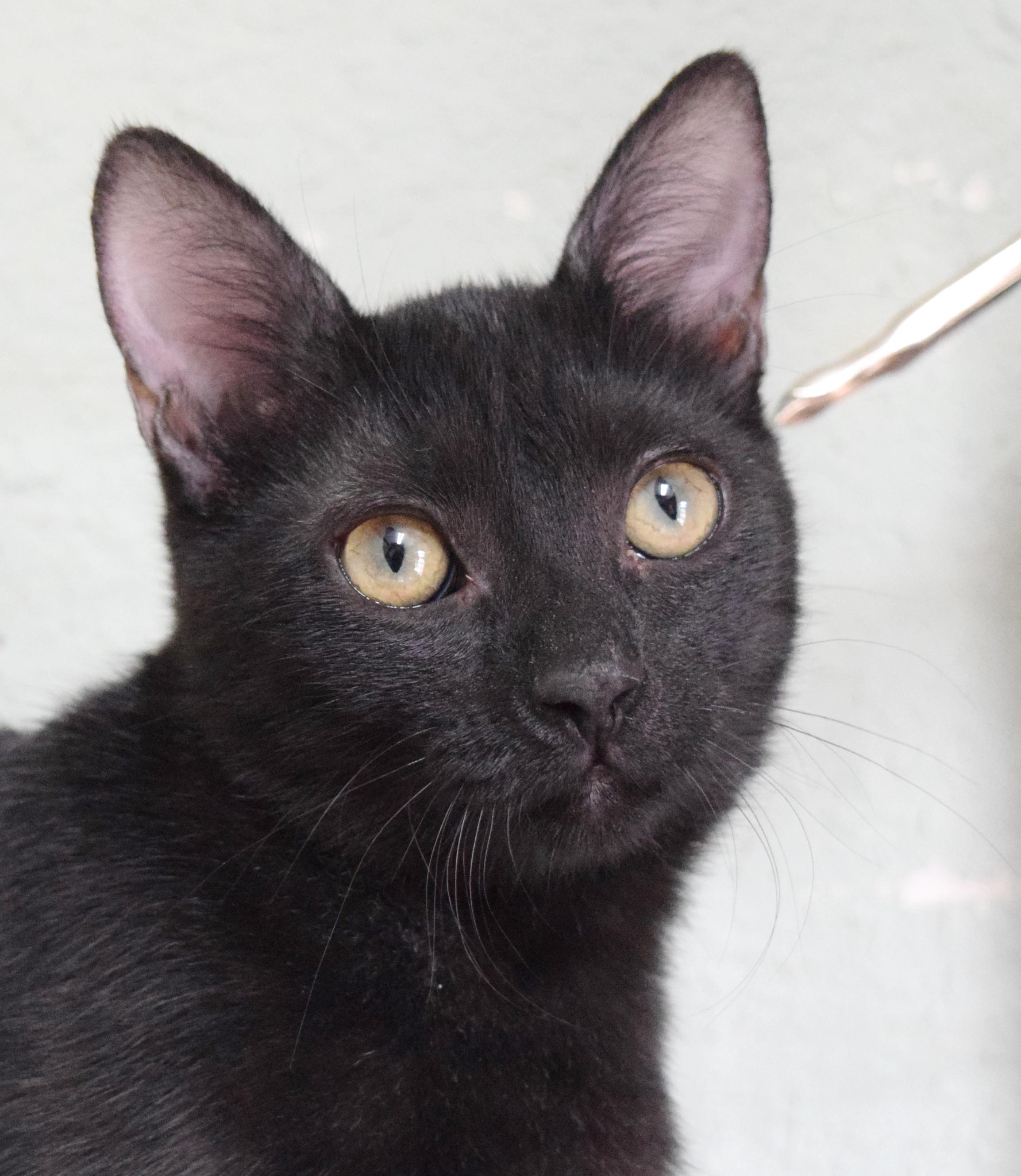 Enlarge Nightshade, a Adoptable mixed breed in Bulverde, TX image 3/6