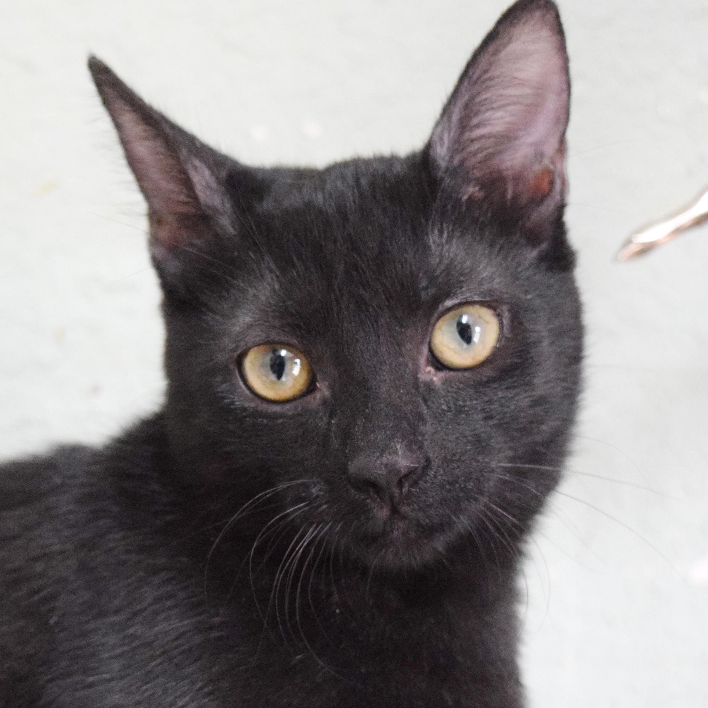 Nightshade, Adoptable, Kitten Female Domestic Short Hair.