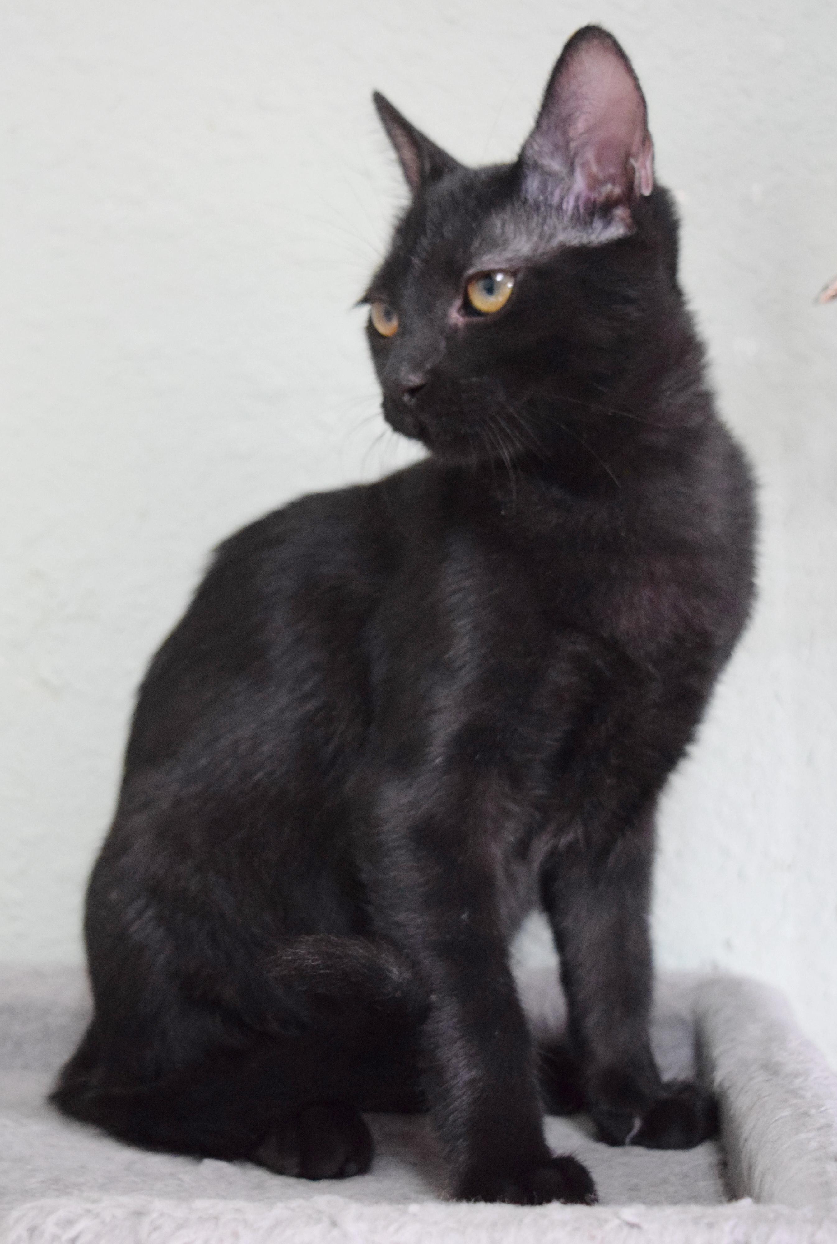 Enlarge Nightshade, a Adoptable mixed breed in Bulverde, TX image 4/6