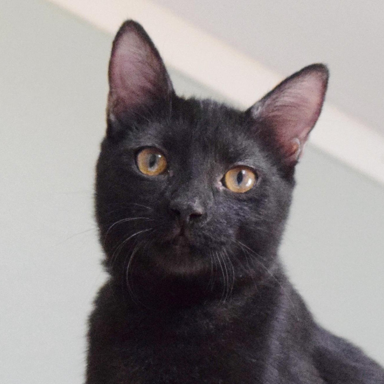 Enlarge Nightshade, a Adoptable mixed breed in Bulverde, TX image 5/6