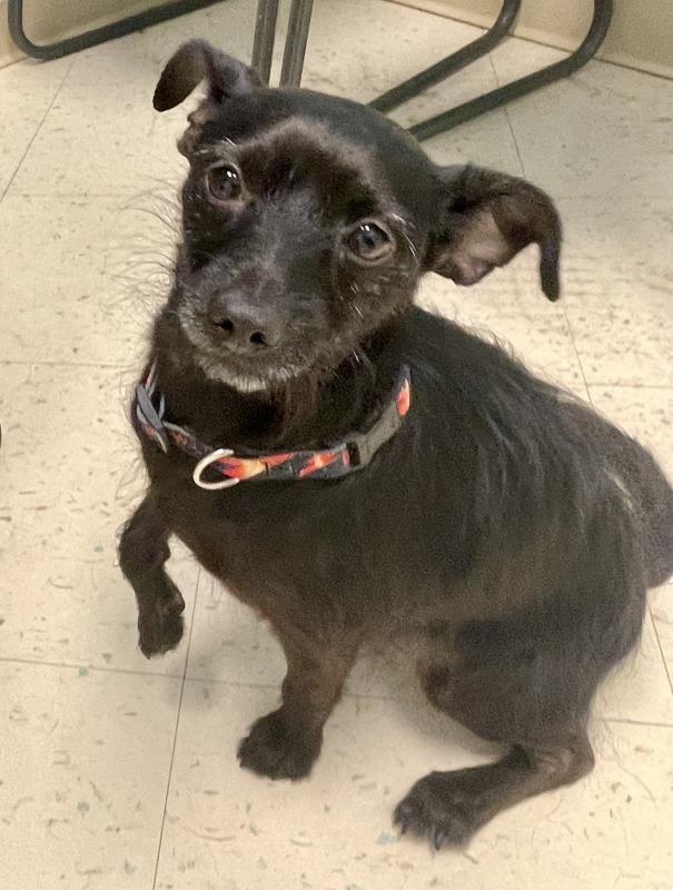 Starr (MD), Adopted, Young Female Dachshund.