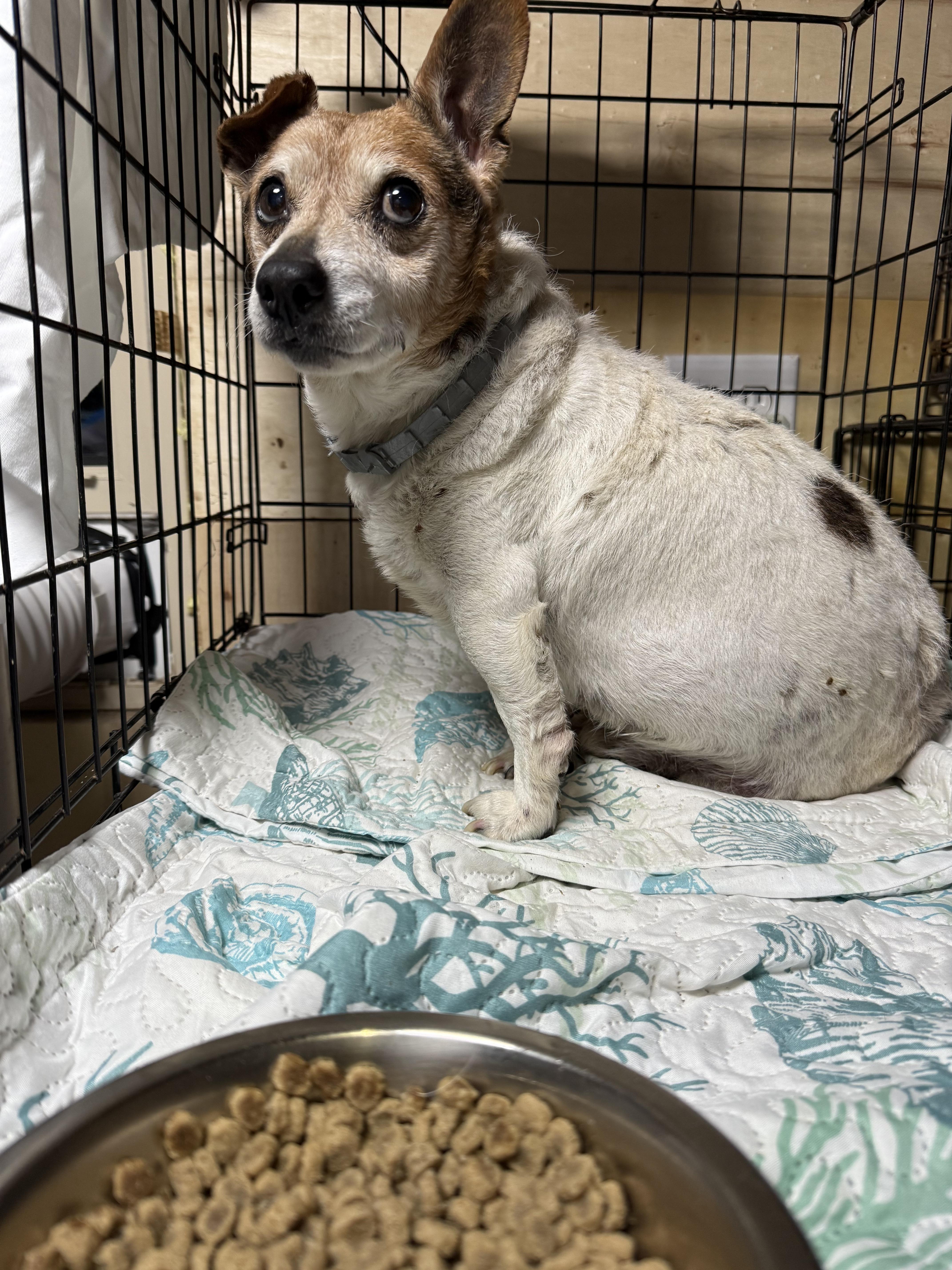 Enlarge Jake, a Adopted Jack Russell Terrier in Durham, NC image 4/6