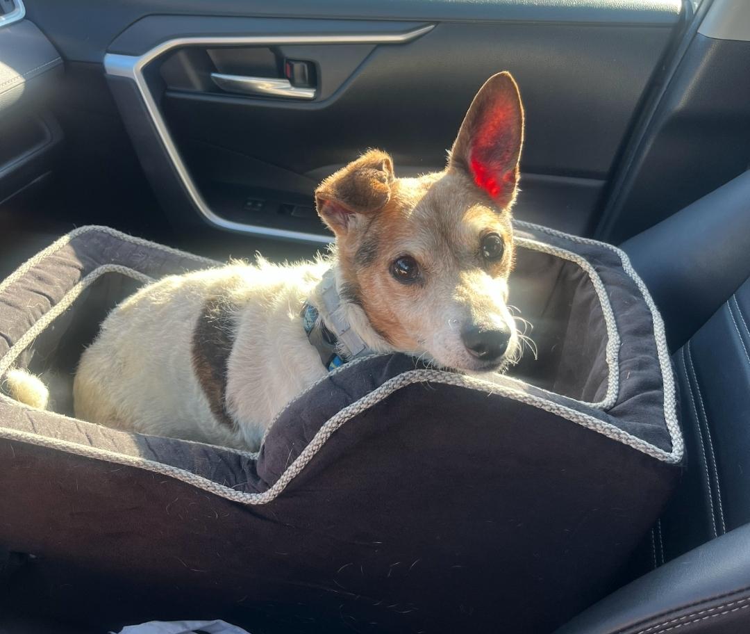 Enlarge Jake, a Adopted Jack Russell Terrier in Durham, NC image 6/6