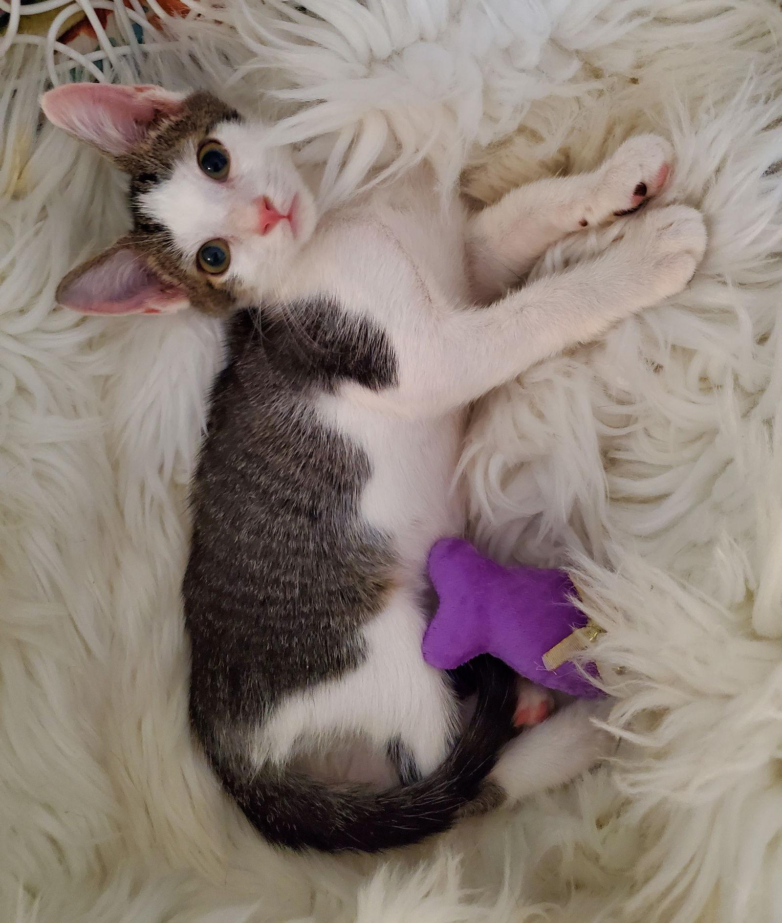 Enlarge Dandy, a Adopted Domestic Short Hair in Winter Garden, FL image 3/3