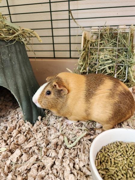 Enlarge Coolatta, a Adoptable mixed breed in Healdsburg, CA image 1/6