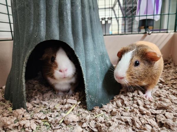 Enlarge Coolatta, a Adoptable mixed breed in Healdsburg, CA image 2/6