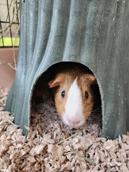 Enlarge Coolatta, a Adoptable mixed breed in Healdsburg, CA image 3/6
