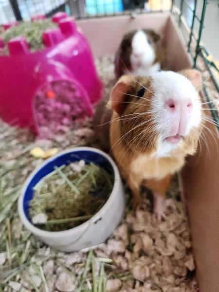 Enlarge Coolatta, a Adoptable mixed breed in Healdsburg, CA image 4/6