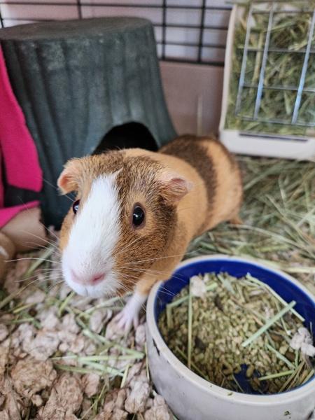 Enlarge Coolatta, a Adoptable mixed breed in Healdsburg, CA image 6/6