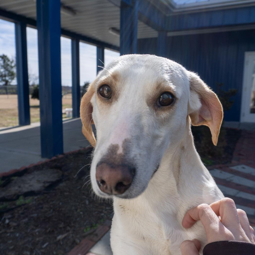 Penelope thumbnail 2