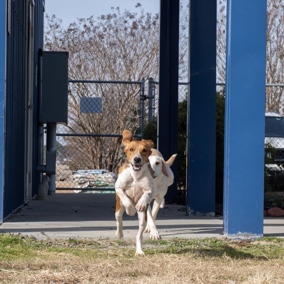 Penelope thumbnail 3