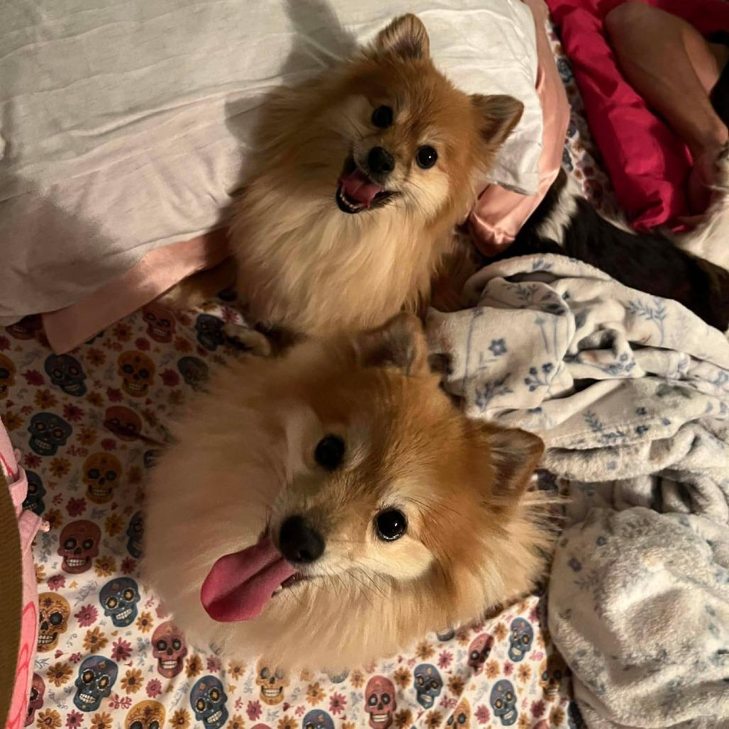 Enlarge Tapioca & Mocha, a Adoptable Pomeranian in Clarksville, TN image 1/6