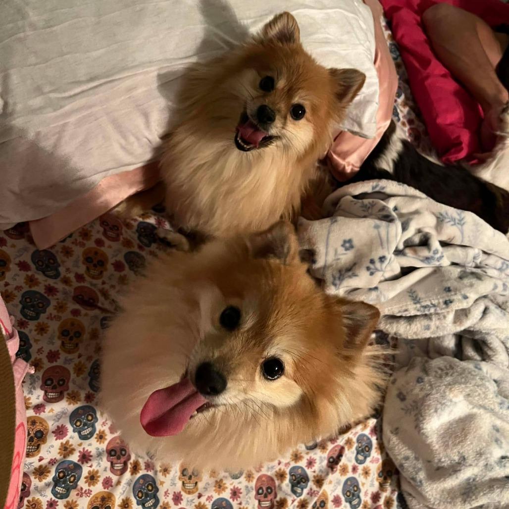 Enlarge Tapioca & Mocha, a Adoptable Pomeranian in Clarksville, TN image 2/6
