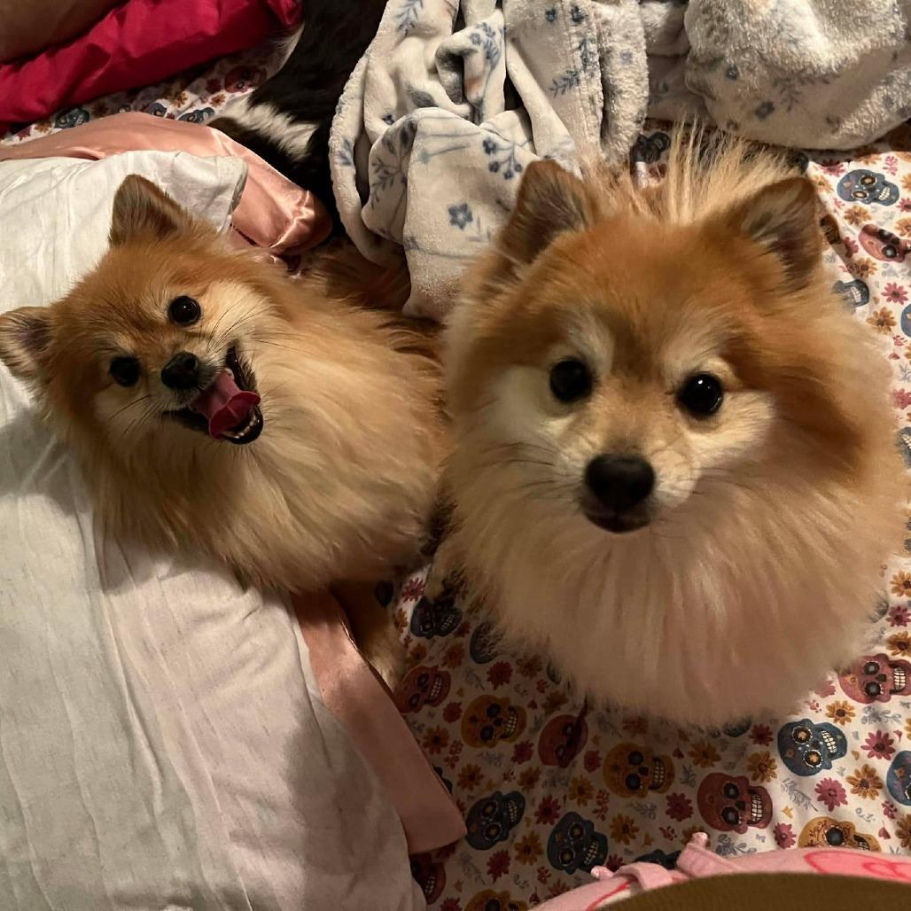 Enlarge Tapioca & Mocha, a Adoptable Pomeranian in Clarksville, TN image 4/6