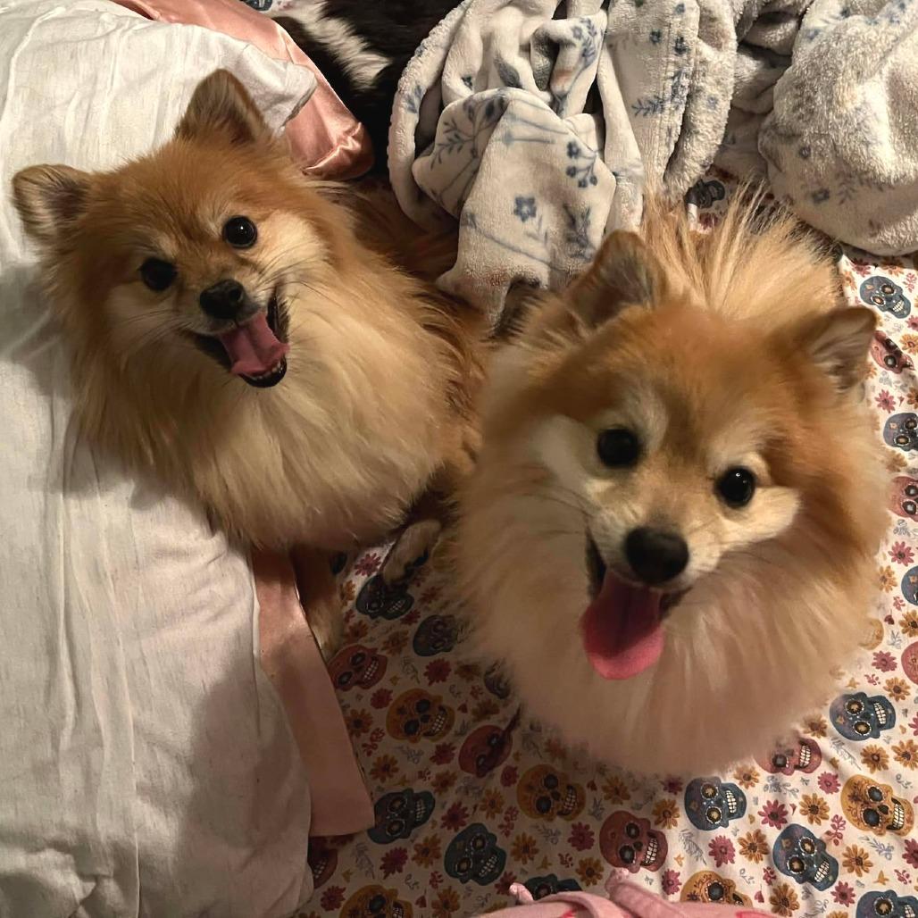 Enlarge Tapioca & Mocha, a Adoptable Pomeranian in Clarksville, TN image 5/6