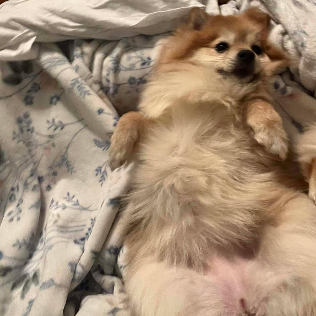 Enlarge Tapioca & Mocha, a Adoptable Pomeranian in Clarksville, TN image 6/6