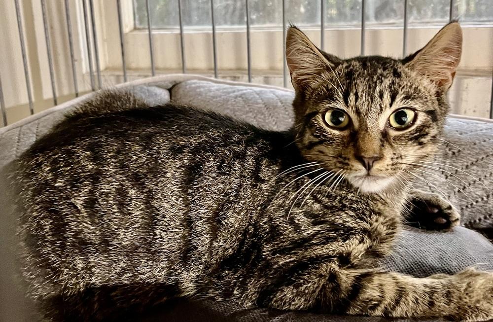 Nebula, Adoptable, Kitten Male Domestic Short Hair.
