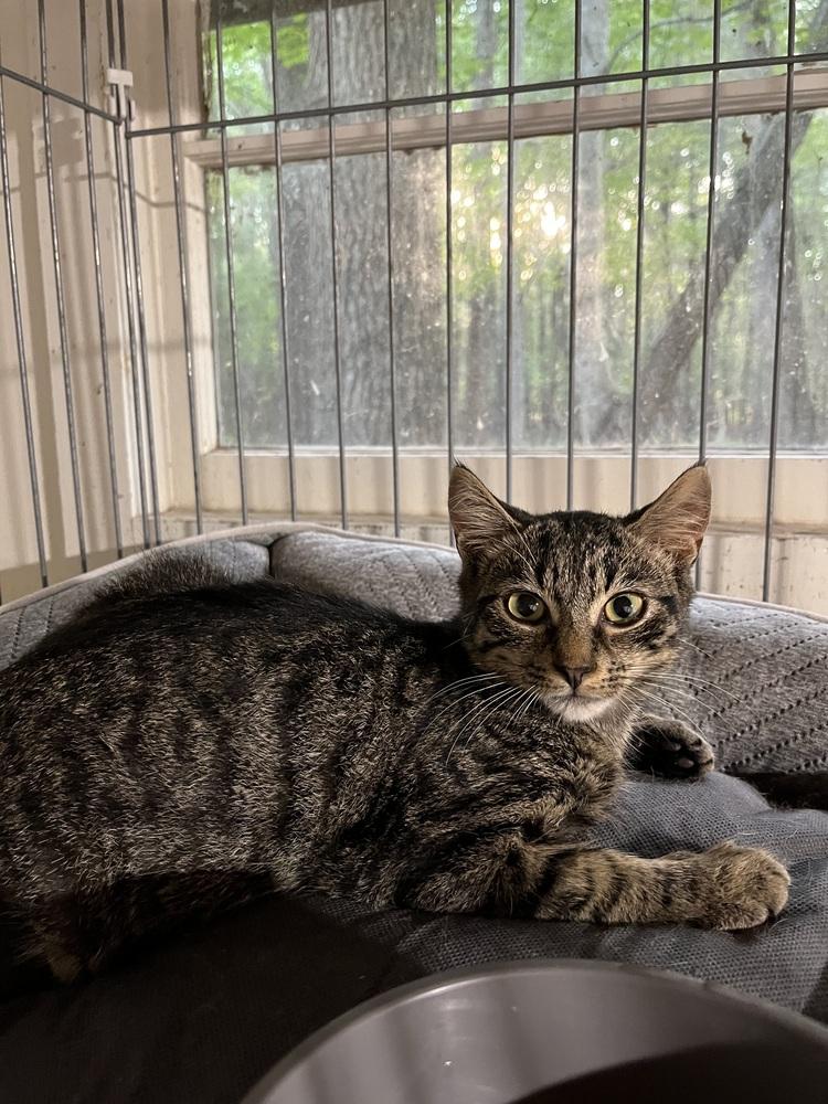 Enlarge Nebula, a Adoptable mixed breed in Franklin, WV image 2/3