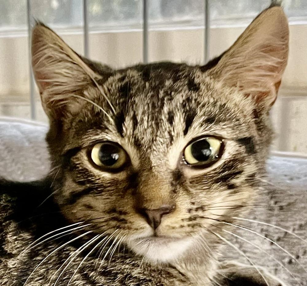 Enlarge Nebula, a Adoptable mixed breed in Franklin, WV image 3/3