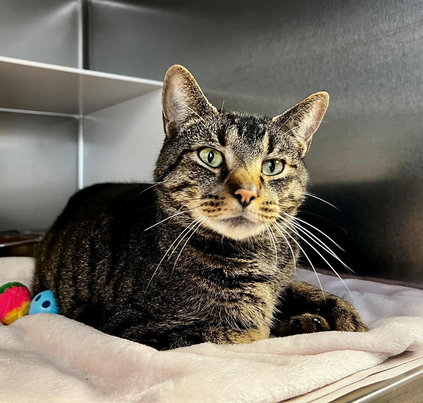 Oswald, Adoptable, Adult Male Domestic Short Hair.