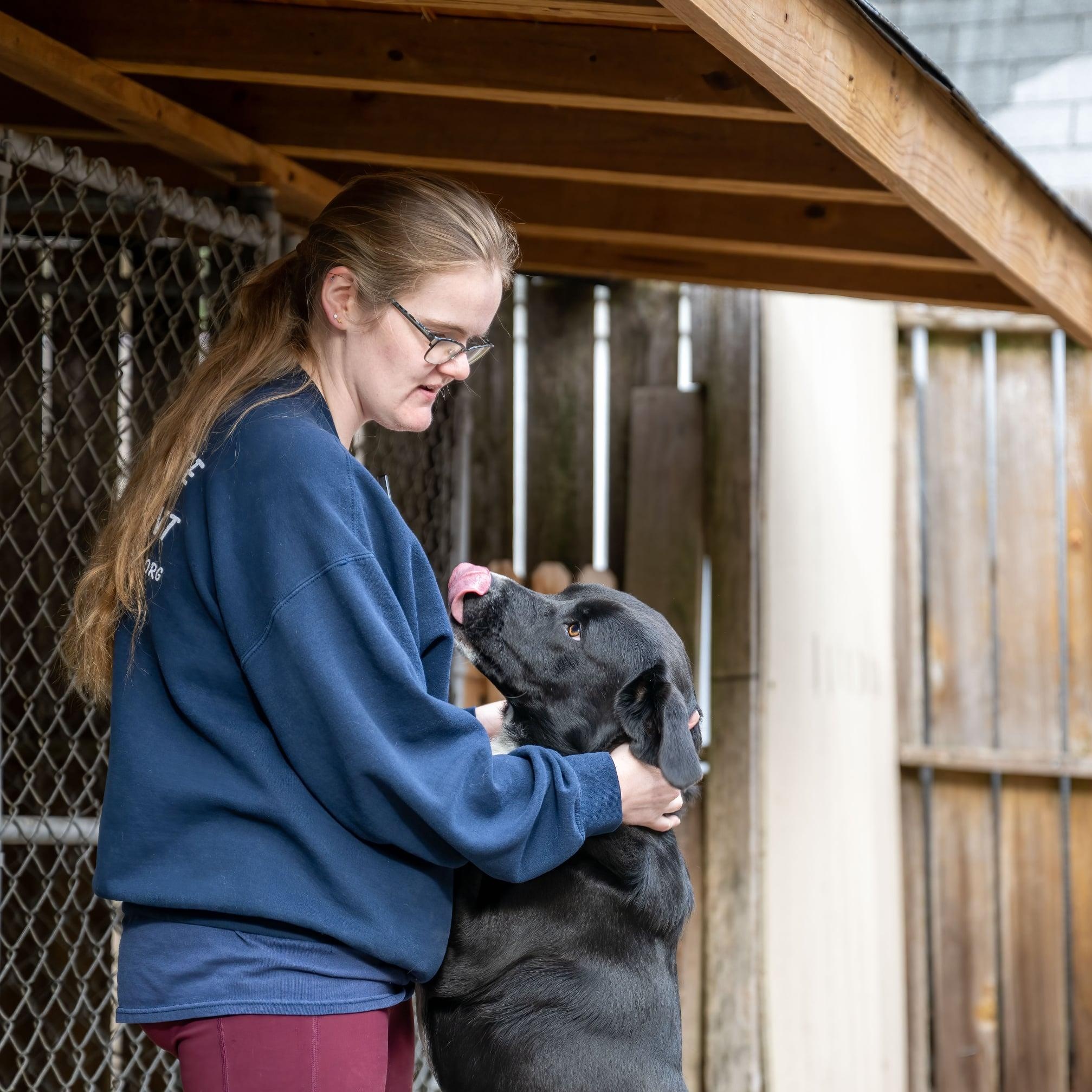Ruger, a ADOPTABLE mixed breed in Manchester, MO image 4/4