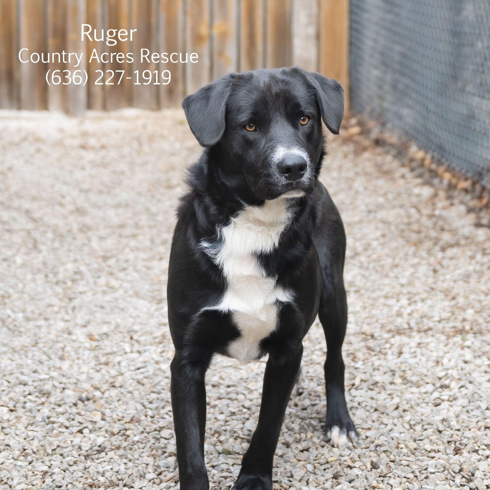 Ruger, ADOPTABLE, Young Male Retriever.