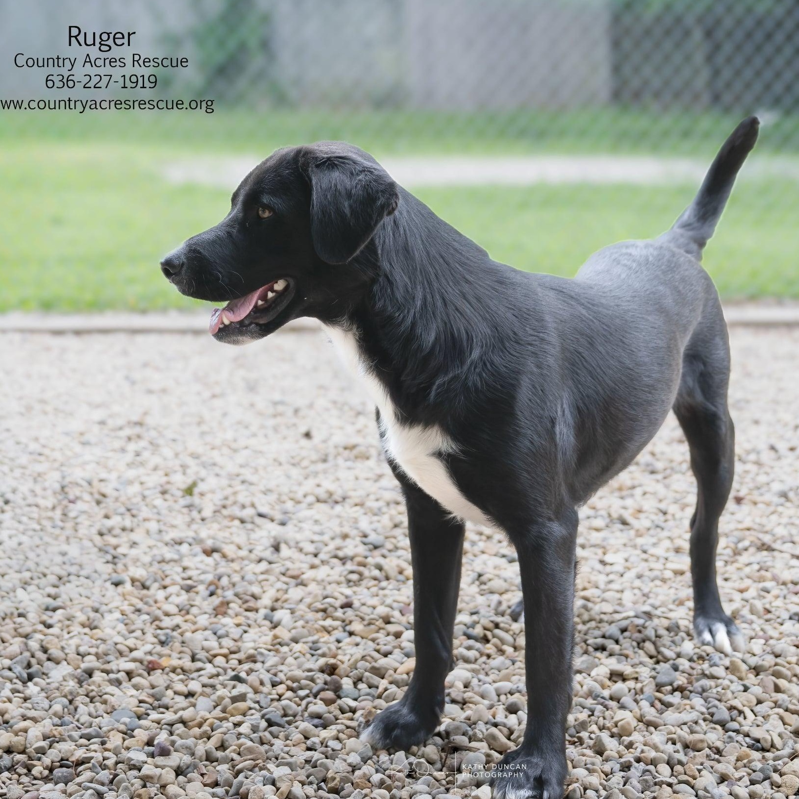 Ruger, a ADOPTABLE mixed breed in Manchester, MO image 2/5