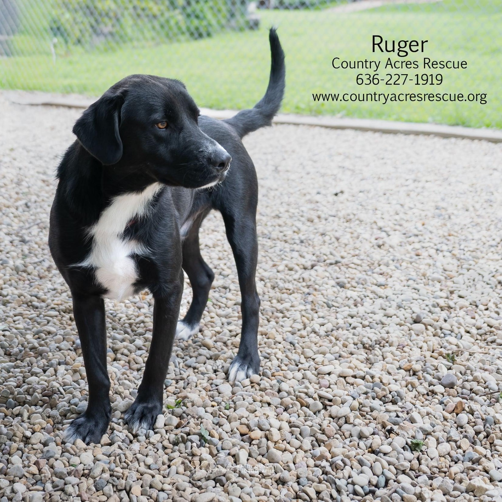 Ruger, a ADOPTABLE mixed breed in Manchester, MO image 4/5
