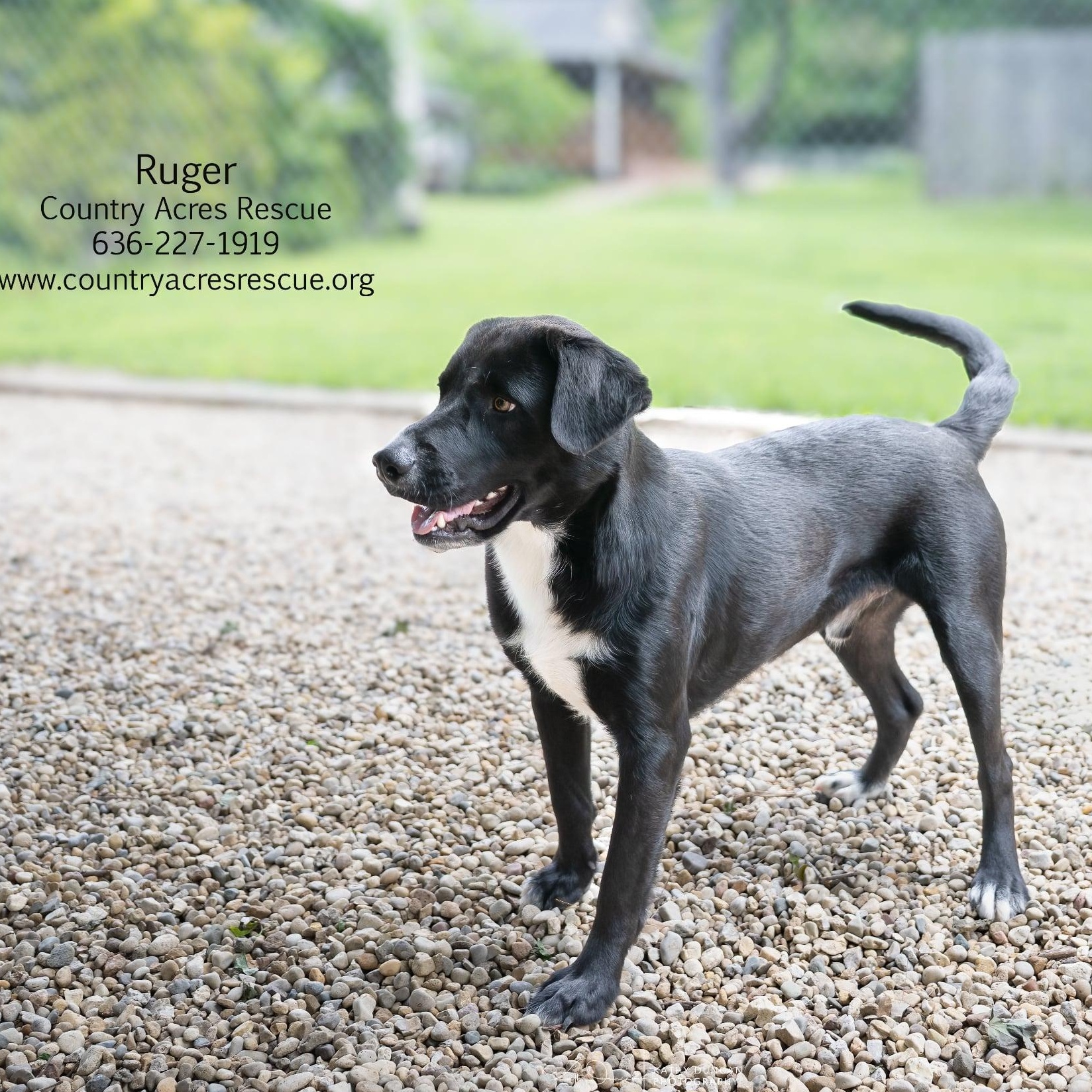 Ruger, a ADOPTABLE mixed breed in Manchester, MO image 5/5