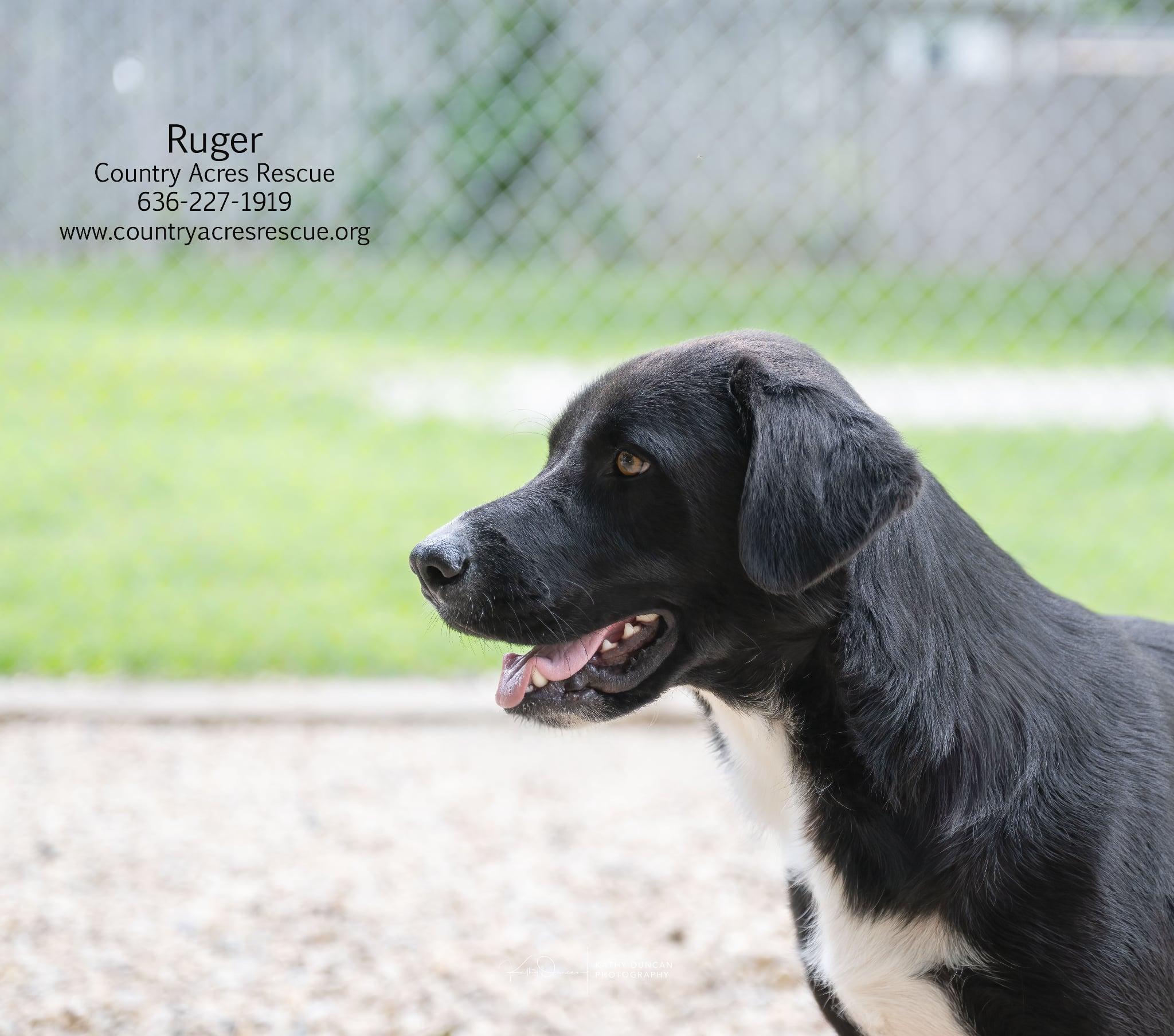 Ruger, a ADOPTABLE mixed breed in Manchester, MO image 3/5