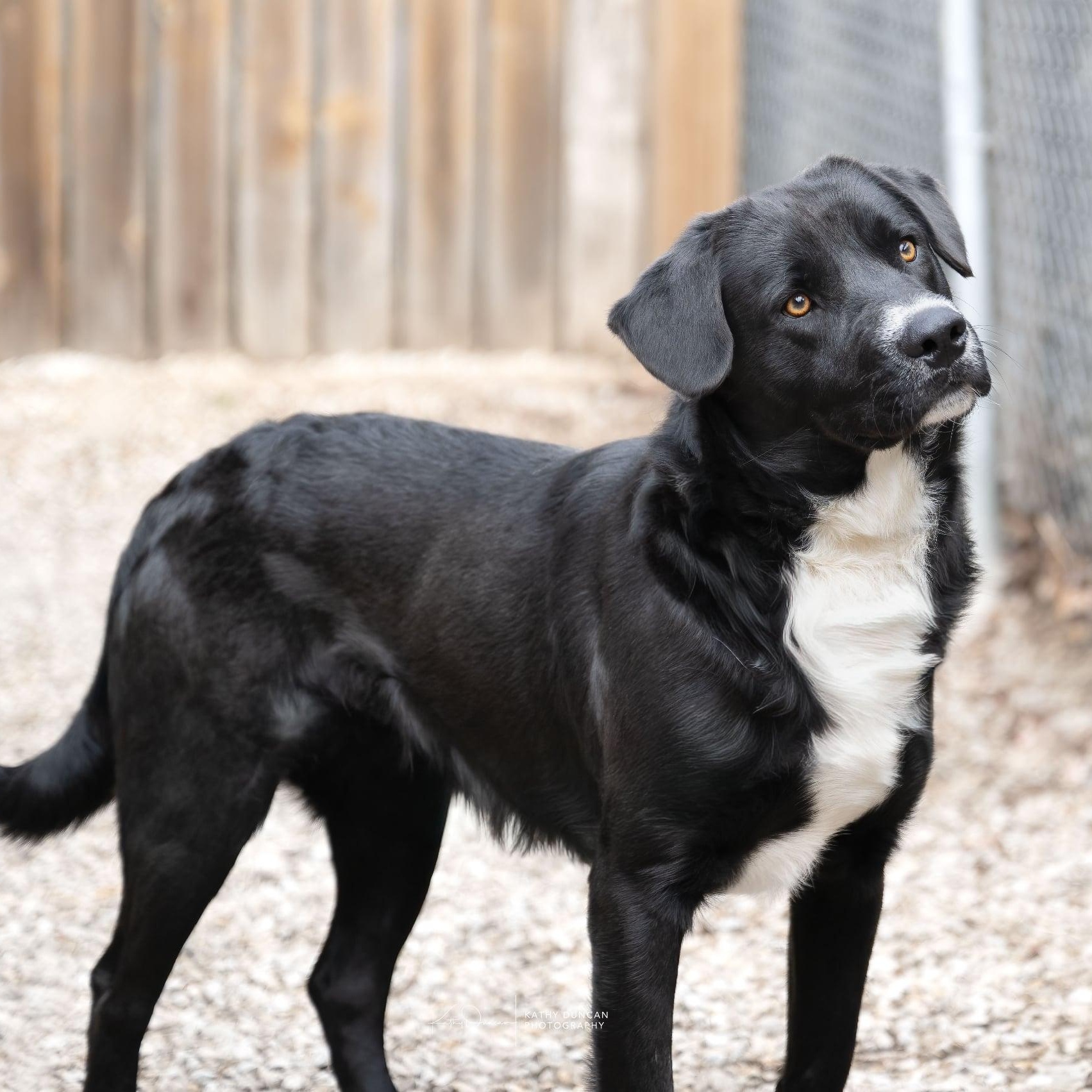 Ruger, a ADOPTABLE mixed breed in Manchester, MO image 3/4
