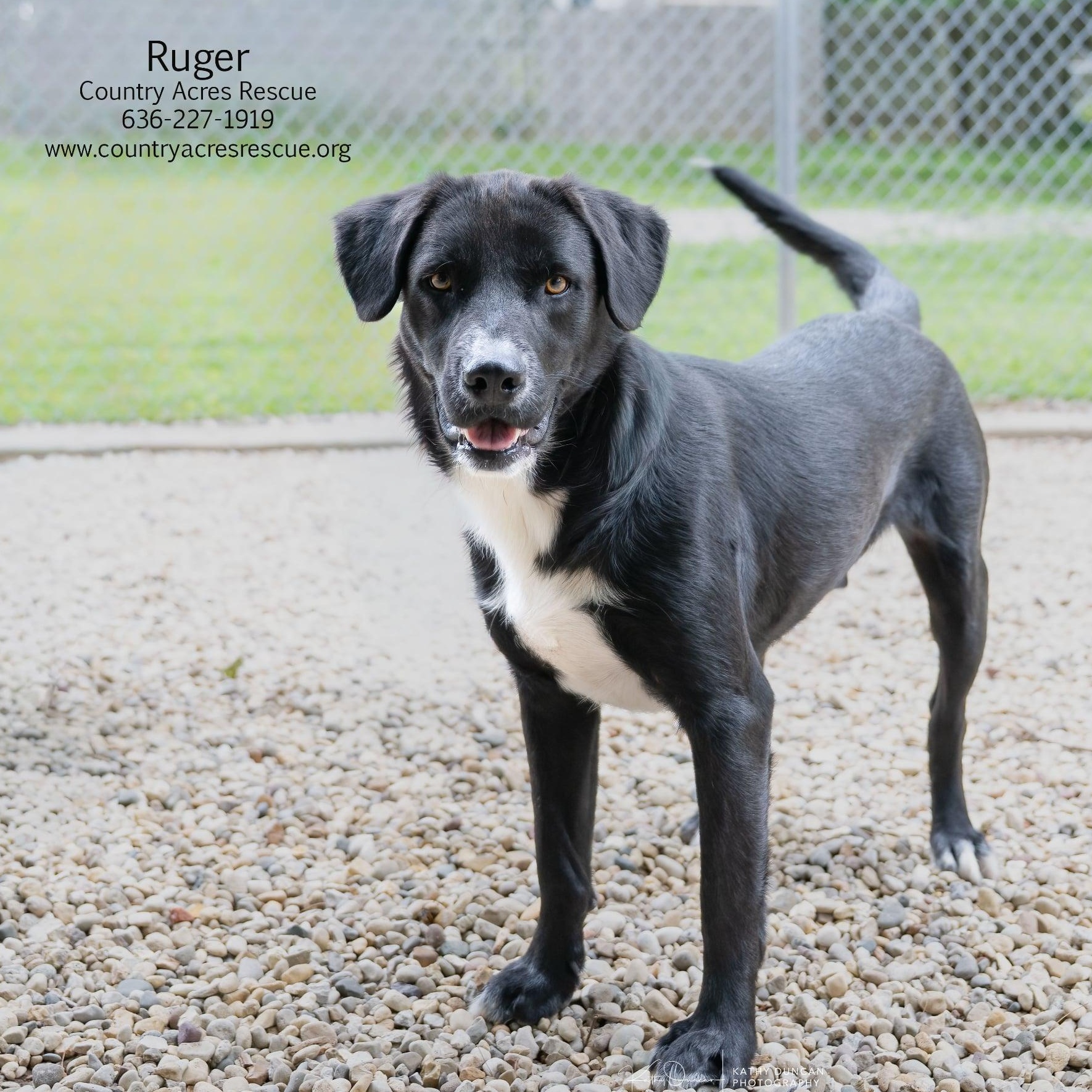 Ruger, ADOPTABLE, Young Male Retriever.