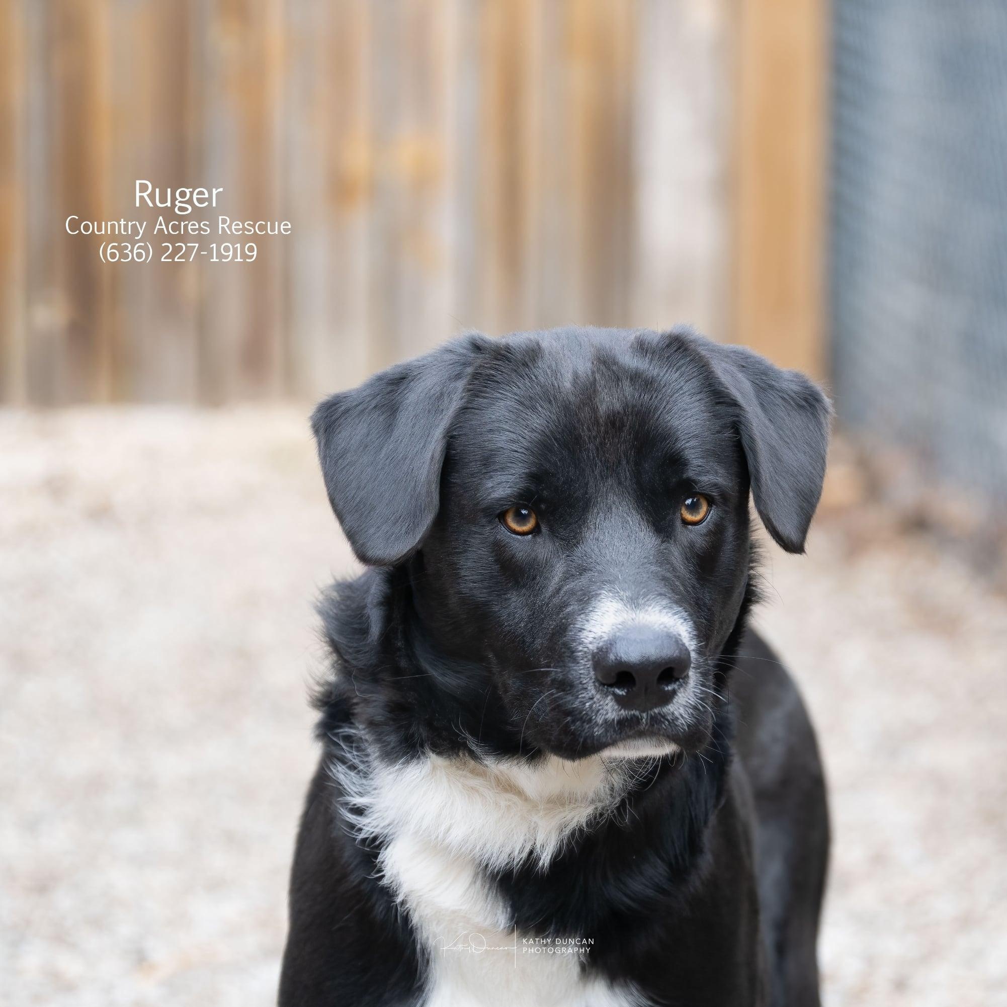 Ruger, a ADOPTABLE mixed breed in Manchester, MO image 2/4