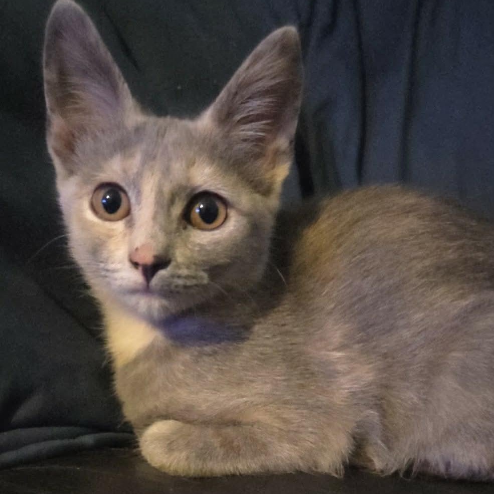 Enlarge Dust Bunny (Tara-fostered in New England), an adopted mixed breed in Milford, NH image 2/4