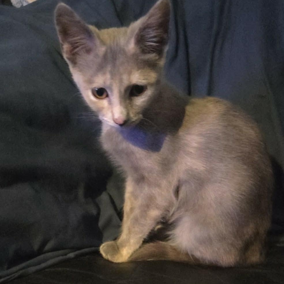 Enlarge Dust Bunny (Tara-fostered in New England), an adopted mixed breed in Milford, NH image 4/4