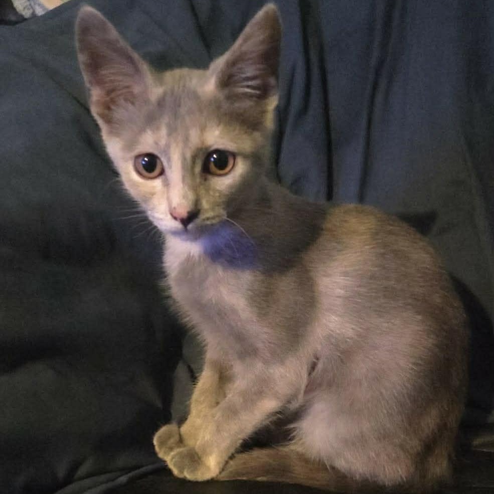 Dust Bunny (Tara-fostered in New England), adopted, Kitten Female Dilute Calico & Domestic Short Hair.
