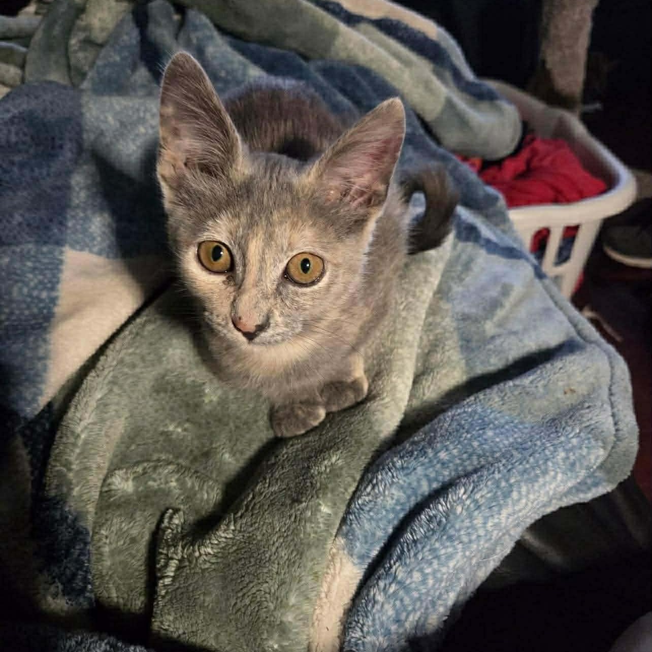 Enlarge Dust Bunny (Tara-fostered in New England), an adopted mixed breed in Milford, NH image 3/4