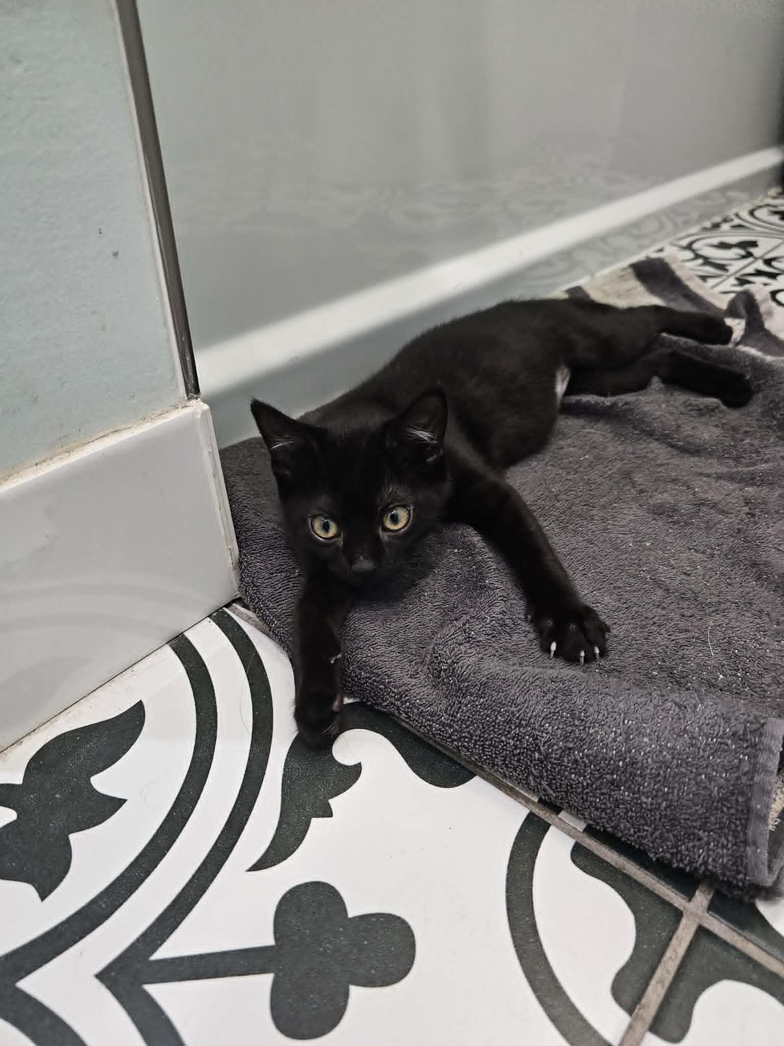 Enlarge Rosie, an adopted Domestic Short Hair in Wading River, NY image 2/3
