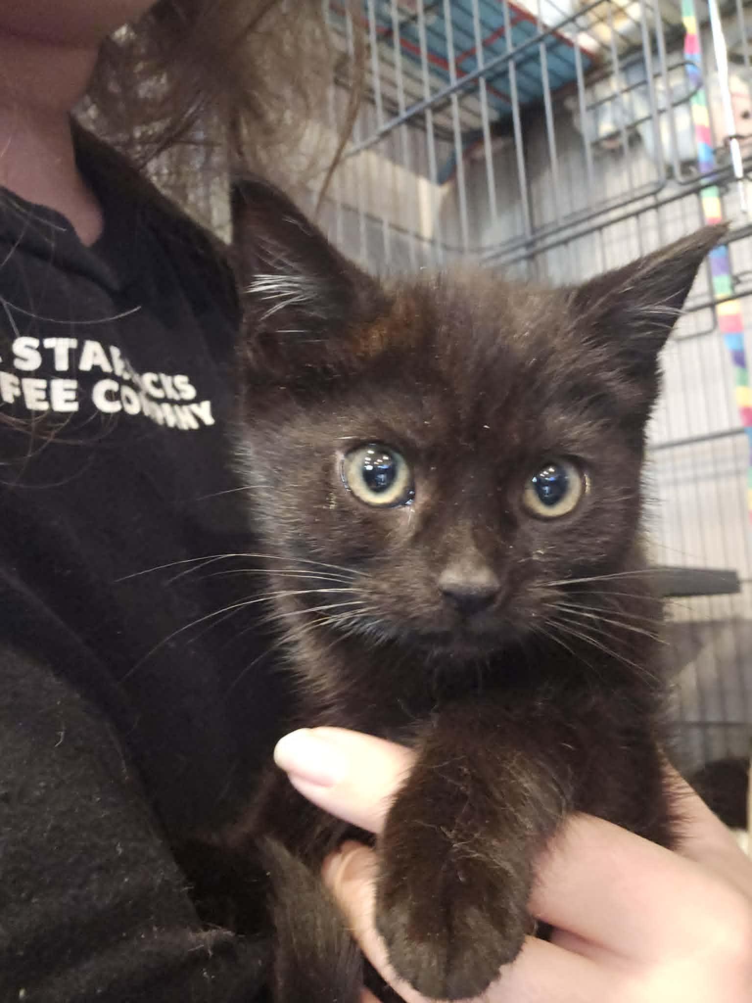 Enlarge Rosie, an adopted Domestic Short Hair in Wading River, NY image 1/3
