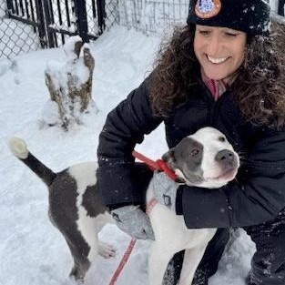 Enlarge Mena, an adopted Pit Bull Terrier in Buffalo, NY image 2/3