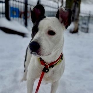 Enlarge Mena, an adopted Pit Bull Terrier in Buffalo, NY image 3/3