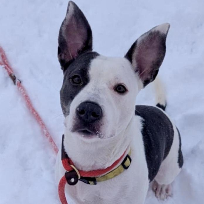 Enlarge Mena, an adopted Pit Bull Terrier in Buffalo, NY image 1/3